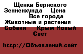 Щенки Бернского Зенненхунда  › Цена ­ 40 000 - Все города Животные и растения » Собаки   . Крым,Новый Свет